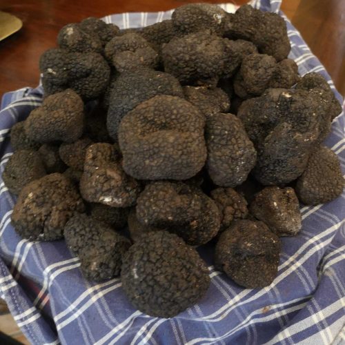 TARTUFO NERO ESTIVO "SCORZONE" SECONDA SCELTA – USO PROFESSIONALE (Tuber Aestivum Vitt.)